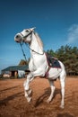 A beautiful white horse with a saddle rears up in nature. Jockey, hippodrome, horseback riding Royalty Free Stock Photo