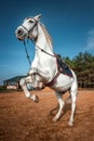 A beautiful white horse with a saddle rears up in nature. Jockey, hippodrome, horseback riding Royalty Free Stock Photo