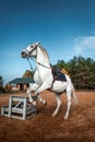 A beautiful white horse with a saddle rears up in nature. Jockey, hippodrome, horseback riding Royalty Free Stock Photo