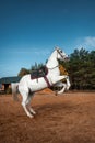 A beautiful white horse with a saddle rears up in nature. Jockey, hippodrome, horseback riding Royalty Free Stock Photo