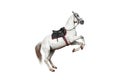 Beautiful white horse with a saddle rears up on a white background isolate. Jockey, hippodrome, horseback riding Royalty Free Stock Photo