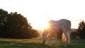 Beautiful white horse shows his temperament and beauty at summer sunset on a green meadow