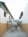 Beautiful white horse in the stable Royalty Free Stock Photo