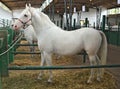 Beautiful white horse in stable, side view Royalty Free Stock Photo