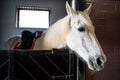 beautiful white horse in a stall in the stable Royalty Free Stock Photo