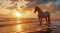 beautiful white horse standing on the beach at sunset