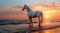 beautiful white horse standing on the beach at sunset
