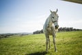 Beautiful White Horse Standing in a Green Field under a Blue Sky with Clouds Royalty Free Stock Photo