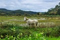 Beautiful white horse standing in a green grassy field near a tranquil pond on a picturesque farm Royalty Free Stock Photo