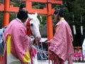 Beautiful white horse during a shinto ceremony at a shrine in Japan