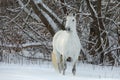 Beautiful white horse walks in winter farm Royalty Free Stock Photo