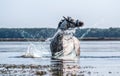 Beautiful white horse in the water Royalty Free Stock Photo