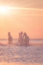 White horses run gallop in the water at sunset, Camargue, Bouches-du-rhone, France Royalty Free Stock Photo