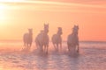 White horses run gallop in the water at sunset, Camargue, Bouches-du-rhone, France Royalty Free Stock Photo