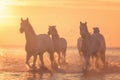 White horses run gallop in the water at sunset, Camargue, Bouches-du-rhone, France Royalty Free Stock Photo