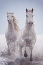 White horses run gallop in the water at sunset, Camargue, Bouches-du-rhone, France Royalty Free Stock Photo