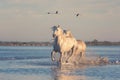 White horses run gallop in the water against the background of flying flamingos at sunset, Camargue, France Royalty Free Stock Photo