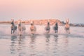 White horses run gallop in the water against the background of flying flamingos at sunset, Camargue, France Royalty Free Stock Photo