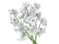 Beautiful White Hyacinth Bouquet