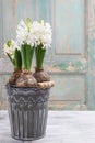 Beautiful white hyacinth flower Royalty Free Stock Photo