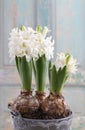 Beautiful white hyacinth flower Royalty Free Stock Photo