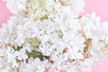 Beautiful white hydrangea flowers closeup on pink background Royalty Free Stock Photo