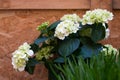 Beautiful white hydrangea or hortensia flower close up, flower in bloom in spring. Natural background. Blooming Royalty Free Stock Photo