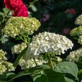 Beautiful white hydrangea on a hot summer sunny day Royalty Free Stock Photo