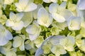 Beautiful white hydrangea in a rainy day. Flower in bloom Royalty Free Stock Photo