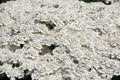 A beautiful white Iberis sempervirens flower in a green soil background.