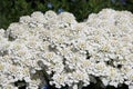 A beautiful white Iberis sempervirens flower in a green soil background.