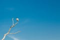 Beautiful white ibis bird perched on a dry leafless twig isolated on blue sky background. Royalty Free Stock Photo