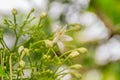 Beautiful white Indian cork tree flower. Millingtonia hortensis, the tree jasmine or Indian cork tree, is the sole species in the Royalty Free Stock Photo