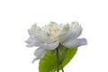 Beautiful white Indian Lotus or Bean of India with yellow pollen blooming isolated on white background. Royalty Free Stock Photo