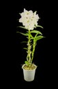 Beautiful white innocent orchid Phalaenopsis on a