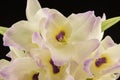 Beautiful white innocent orchid Phalaenopsis on a