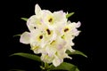 Beautiful white innocent orchid Phalaenopsis on a