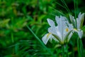 Beautiful white iris in bloom Royalty Free Stock Photo