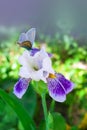 Beautiful white iris flower with purple petals close-up on a green background. Royalty Free Stock Photo