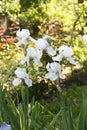 Beautiful white iris flowers growing in garden Royalty Free Stock Photo