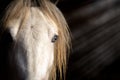 Beautiful white Irish gypsy cob horse with bright blue eyes standing in light with rays shining in. Royalty Free Stock Photo