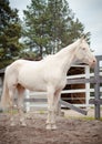 Isabella horse with blue eyes standing in paddock Royalty Free Stock Photo