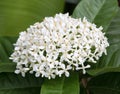 Beautiful white ixora flower