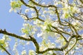 Beautiful White Jacaranda mimosifolia flower at a botanical garden with blue sky background. Royalty Free Stock Photo