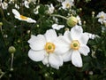 Beautiful white Japanese Anemone flowers.