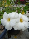 beautiful white Japanese frangipani flower