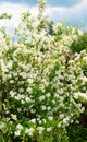 A beautiful white Jasmine bloomed in the garden. Royalty Free Stock Photo