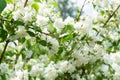 A beautiful white Jasmine bloomed in the garden. Royalty Free Stock Photo