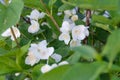 A beautiful white jasmine bloomed in the garden. Royalty Free Stock Photo