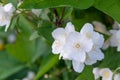 A beautiful white jasmine bloomed in the garden. Royalty Free Stock Photo